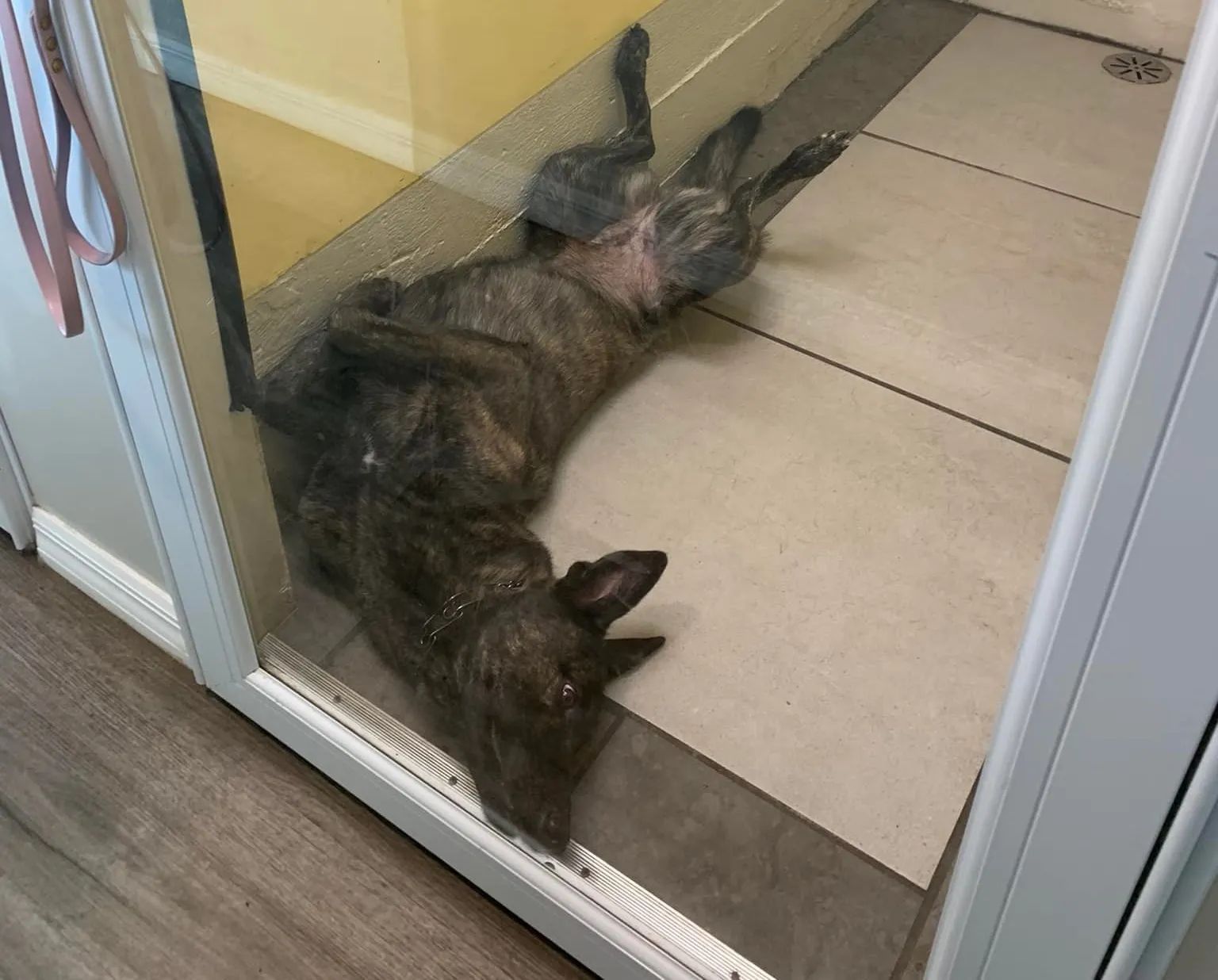 Boarding/Kennel Services