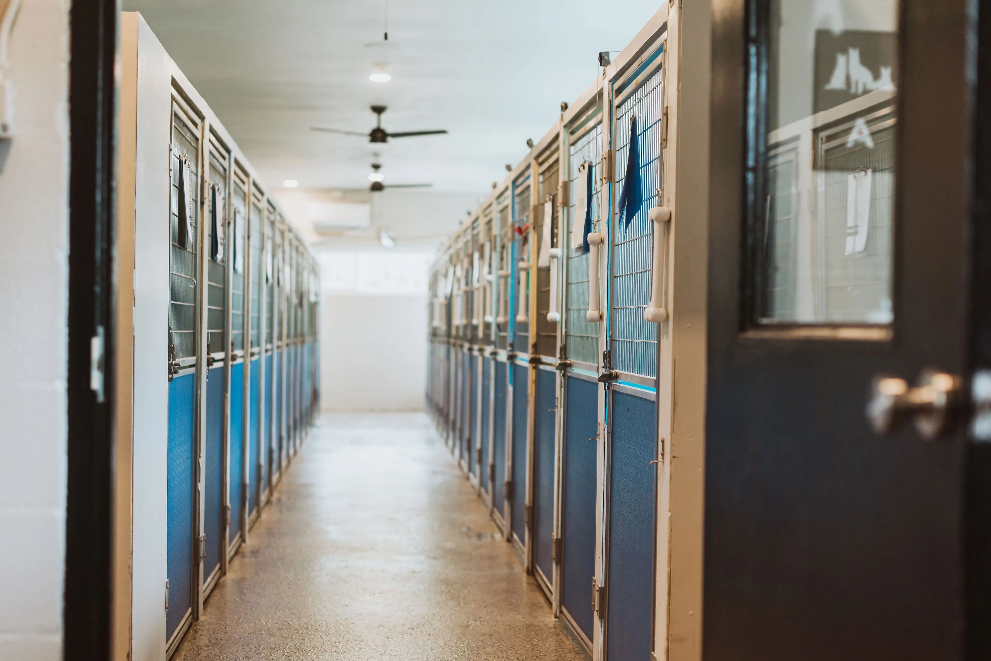 Boarding/Kennel Services