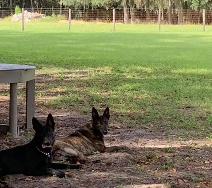 Boarding/Kennel Services